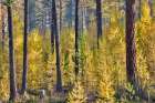 USA, Washington. Larch trees in autumn color Loup Loup State Forest, smoke from controlled burn Art Print
